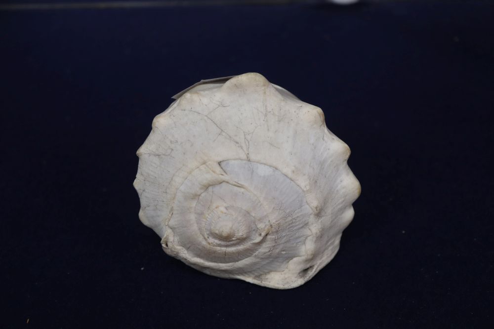 An Italian cameo cowrie shell